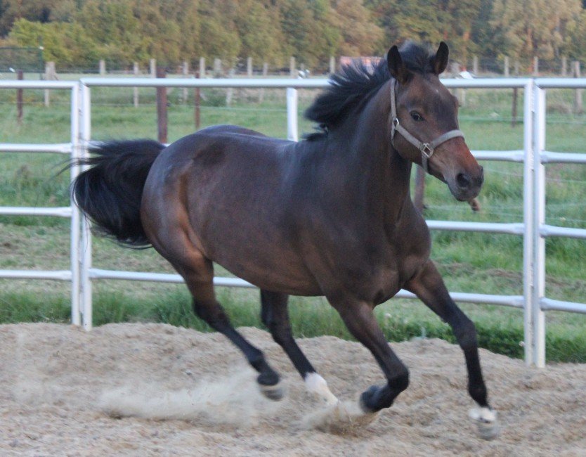 paard kopen