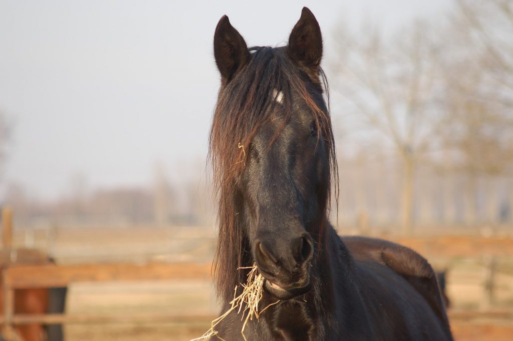 Dagelijkse verzorging van een paard