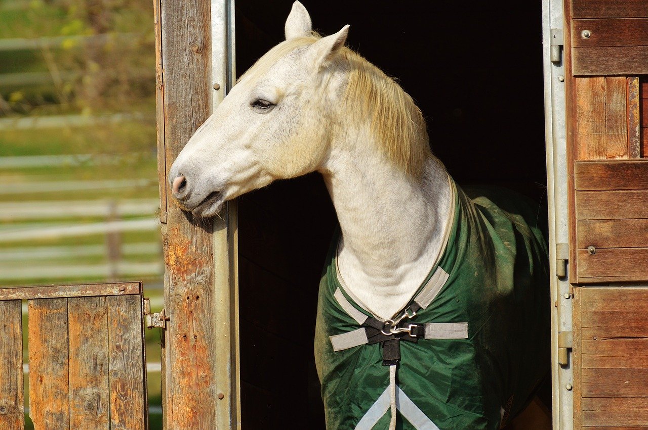 verzorging van een paard