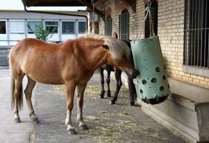 maandelijkse kosten van een eigen paard