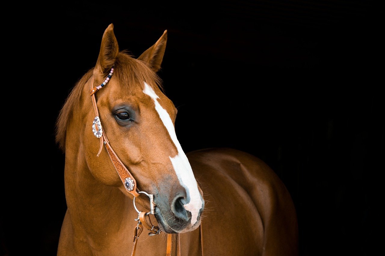 De beste tips om paarden te fotograferen