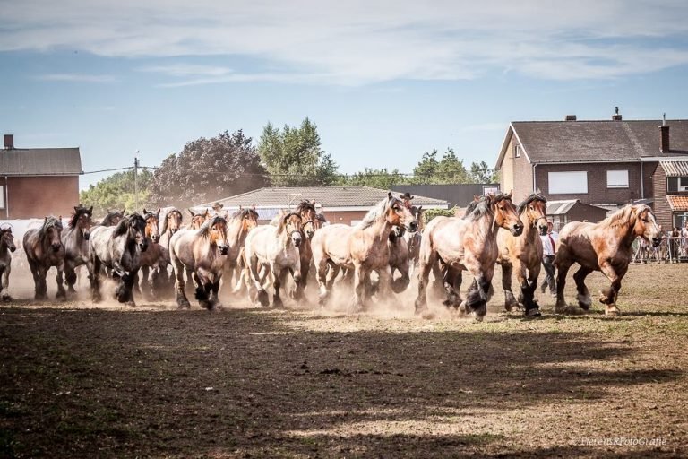 Paardrijden op de openbare weg