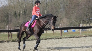 Paard rijden bij de manege