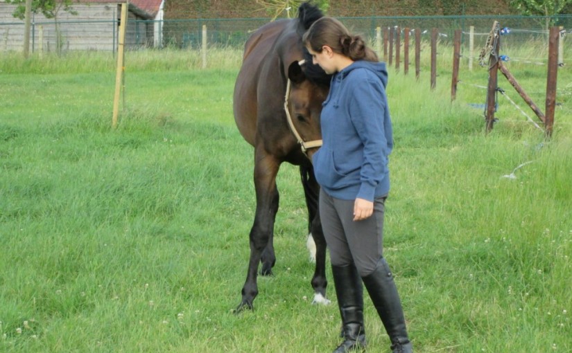 paardenliefhebber