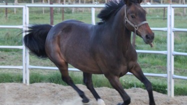 paard kopen