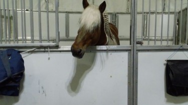 paard verzorgen