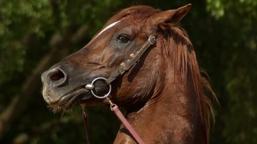 paard op foto