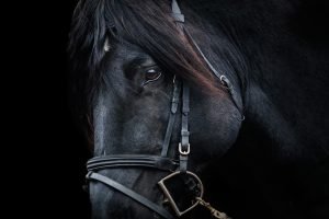 De beste tips om paarden te fotograferen